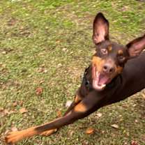 Thumbnail photo of Dior Maximus #2