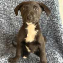 Thumbnail photo of Graham #2