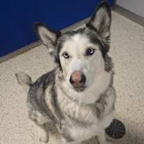 Thumbnail photo of Kodi #1