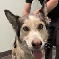 Thumbnail photo of Kodi #2