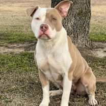 Thumbnail photo of Scarlett #1