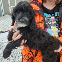 Thumbnail photo of Domino #2