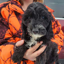 Thumbnail photo of Domino #3