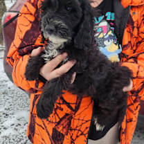 Thumbnail photo of Domino #4