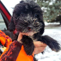 Thumbnail photo of Pepper #1