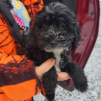 Thumbnail photo of Pepper #3