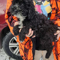 Thumbnail photo of Pepper #4