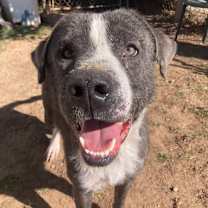 Thumbnail photo of Conall #1