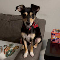 Thumbnail photo of Merry #1