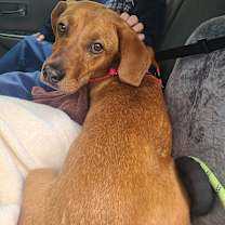 Thumbnail photo of Laurel #1