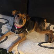 Thumbnail photo of Pinky #1