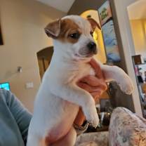 Thumbnail photo of Lily #1