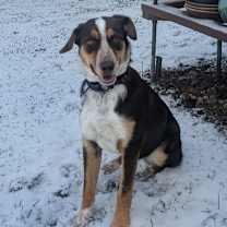 Thumbnail photo of Precious #4