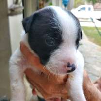 Thumbnail photo of Kane #3