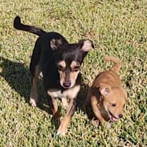 Thumbnail photo of Merry #4