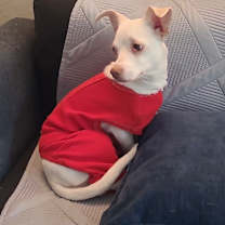 Thumbnail photo of Lulu Luna V/A1042196 #1