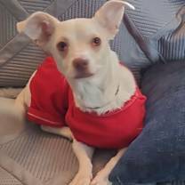 Thumbnail photo of Lulu Luna V/A1042196 #2