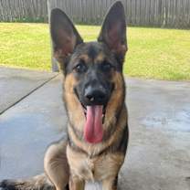 Thumbnail photo of Riley  #1