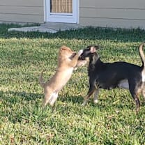 Thumbnail photo of Merry #2