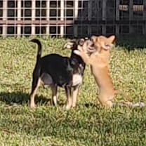 Thumbnail photo of Merry #3