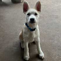 Thumbnail photo of Sonny #1