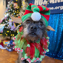 Thumbnail photo of Coco #1