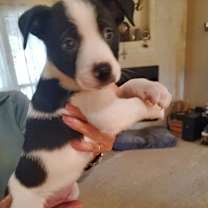 Thumbnail photo of Kane #1