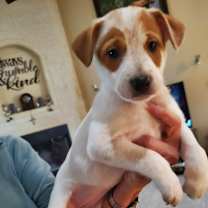 Thumbnail photo of Cali #1