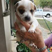 Thumbnail photo of Lily #2