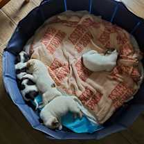 Thumbnail photo of Kane #4