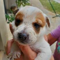 Thumbnail photo of Lily #3