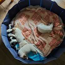 Thumbnail photo of Lily #4