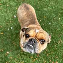 Thumbnail photo of Pugsworth #3