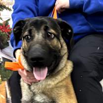 Thumbnail photo of King #3