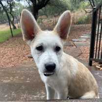 Thumbnail photo of Sonny #2