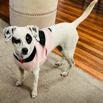 Thumbnail photo of DOROTHY #1