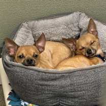 Thumbnail photo of Tartufo #2