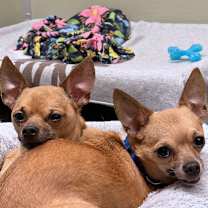 Thumbnail photo of Tartufo #3