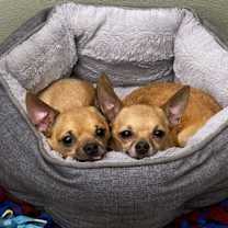 Thumbnail photo of Tartufo #4