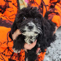 Thumbnail photo of Muffin #1