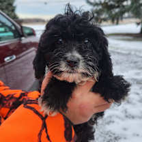 Thumbnail photo of Muffin #2