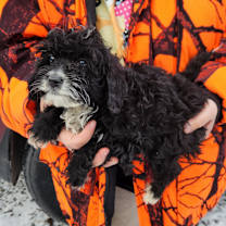 Thumbnail photo of Muffin #3