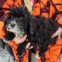 Thumbnail photo of Muffin #4