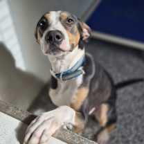 Thumbnail photo of Jasper #1