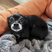 Thumbnail photo of DefaultAdoptionFee-Test #1