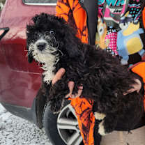 Thumbnail photo of Cupcake #1