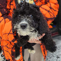 Thumbnail photo of Cupcake #2