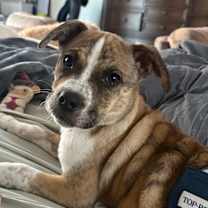 Thumbnail photo of Beethoven #1