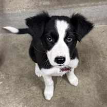 Thumbnail photo of Pepper #4