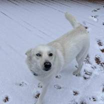 Thumbnail photo of Cookie #1